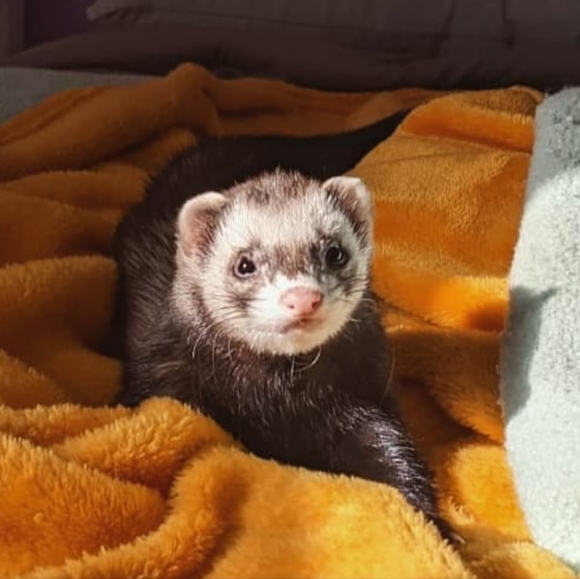 makobear